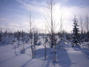 Arctic winter