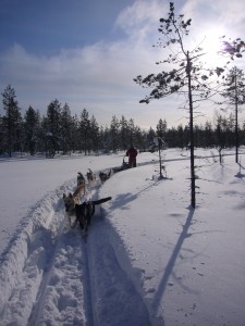 Dog sledding